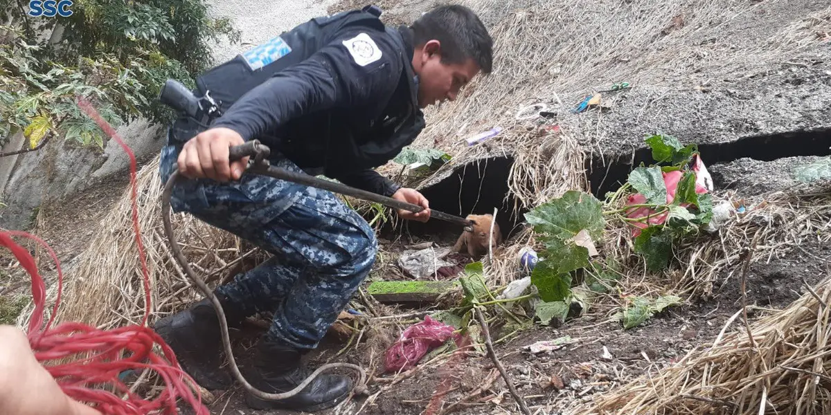 Efectivos de la Brigada de Vigilancia Animal (BVA), de la Secretaría de Seguridad Ciudadana (SSC) de la Ciudad de México, (CDMX) rescataron a un cachorrito en un barranco de la alcaldía Álvaro Obregón.