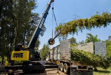 El próximo domingo se plantará el ejemplar del árbol en el lugar que ocupaba la palmera canaria que vivió más de 100 años en la Glorieta.