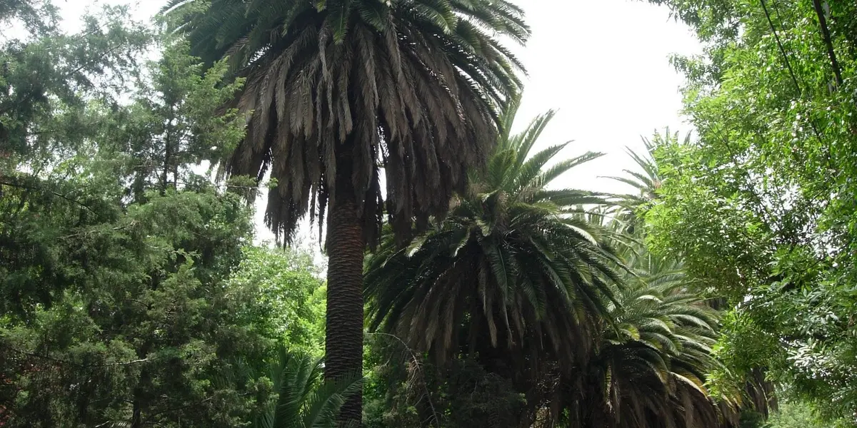 La Secretaría del Medio Ambiente de la Ciudad de México informó que se invirtieron 60 millones de pesos para el mantenimiento y atención integral de un total de 12 mil 302 palmeras