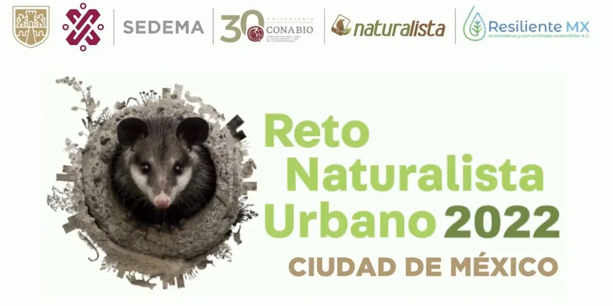 La Secretaría del Medio Ambiente (Sedema) presentó el el Reto Naturalista Urbano 2022 que, del 29 de abril al 08 de mayo, fomentará la participación ciudadana para la construcción de una ciudad conectada con la naturaleza. 