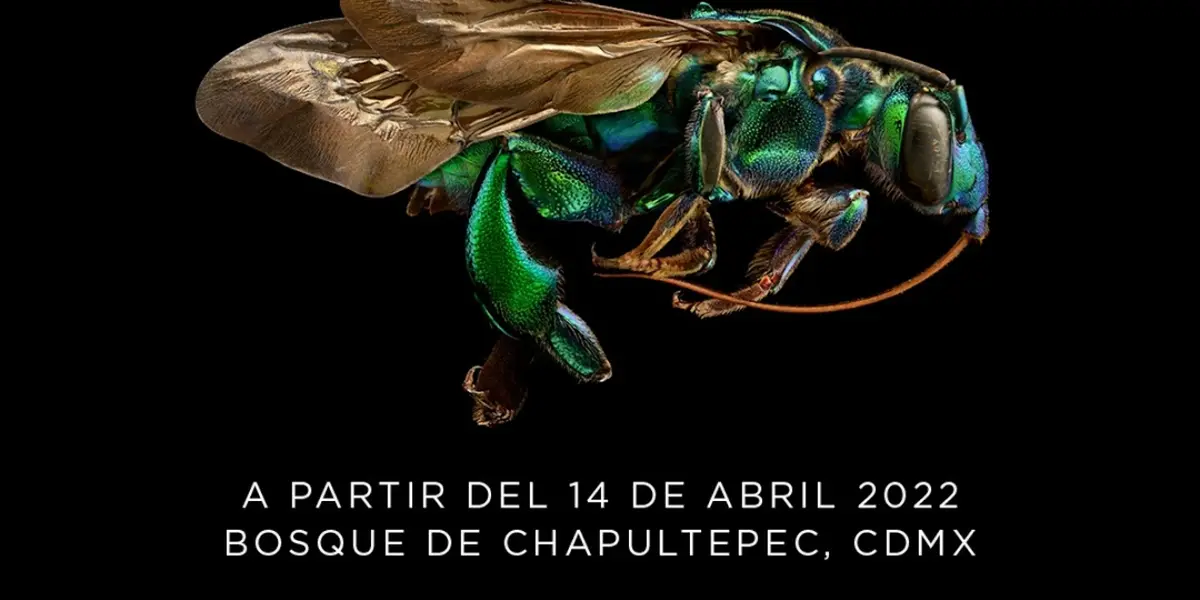 Se trata de ‘Insecta Festival del Bosque’ que se llevará a cabo del 14 al 17 de abril en la Primera y Segunda Sección del Bosque de Chapultepec