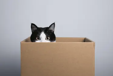 Una caja le da un lugar de protección, es igual de segura que una cueva. Si el gato se mete en una caja, estará bien agazapado viendo hacia la entrada de la caja.