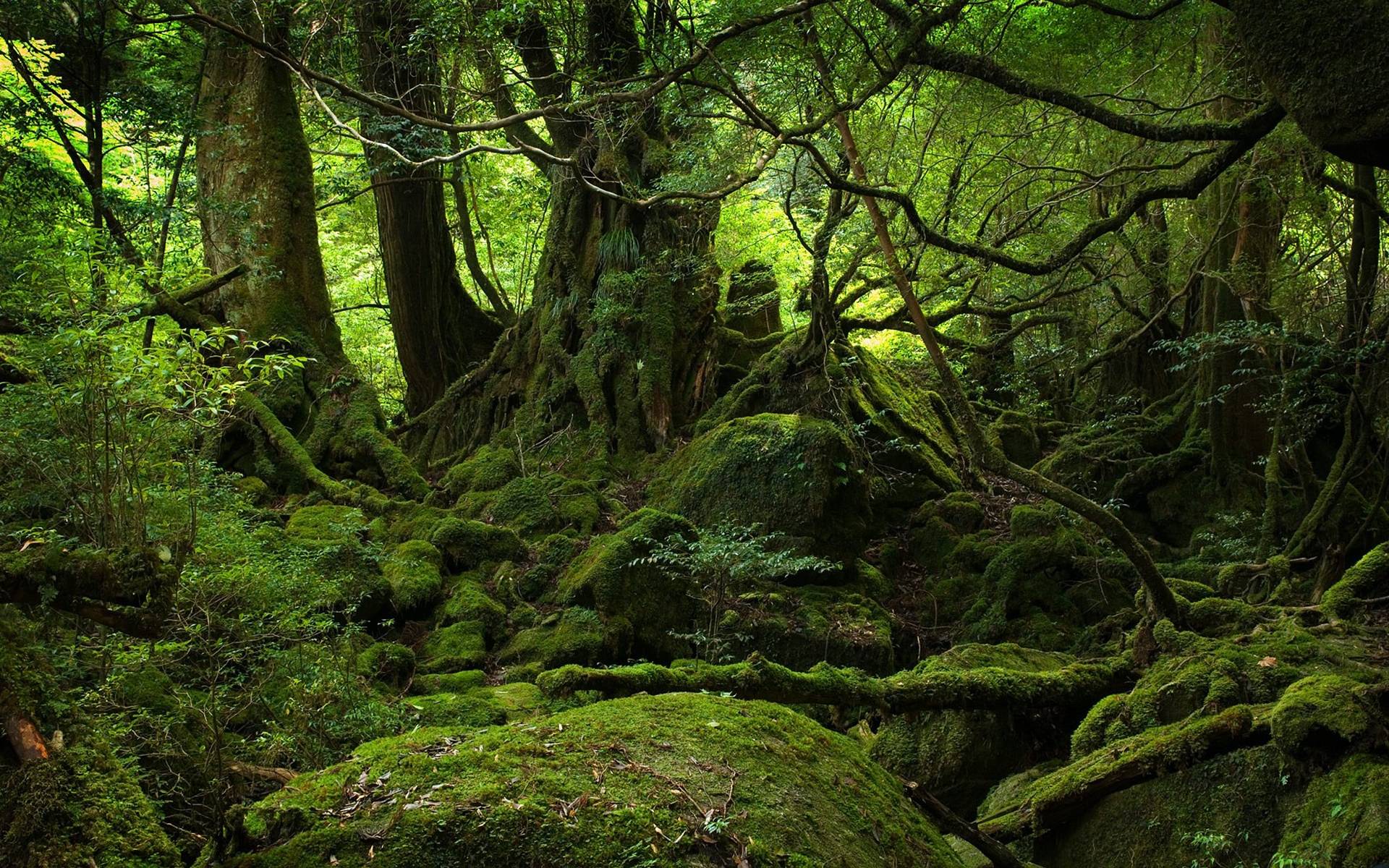 Estos bosques son considerados los más tenebrosos del mundo