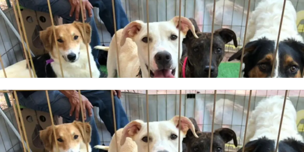 A través de Facebook, la asociación civil Mundo Patitas compartió una publicación, con el fin de encontrar un lugar para los sobrevivientes del maltrato animal.