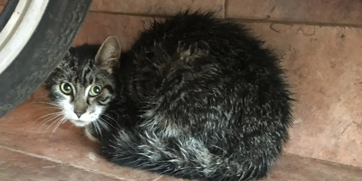 A través de redes sociales un usuario ha expuesto una nueva forma de cometer delitos en la CDMX, misma en la que usan a un gatito herido como distracción.