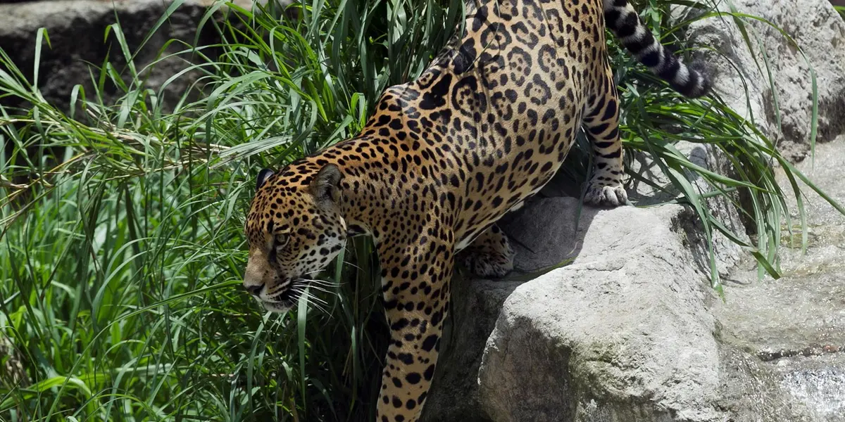 Llama Fondo Mundial para la Naturaleza en el día internacional del jaguar a salvar al felino