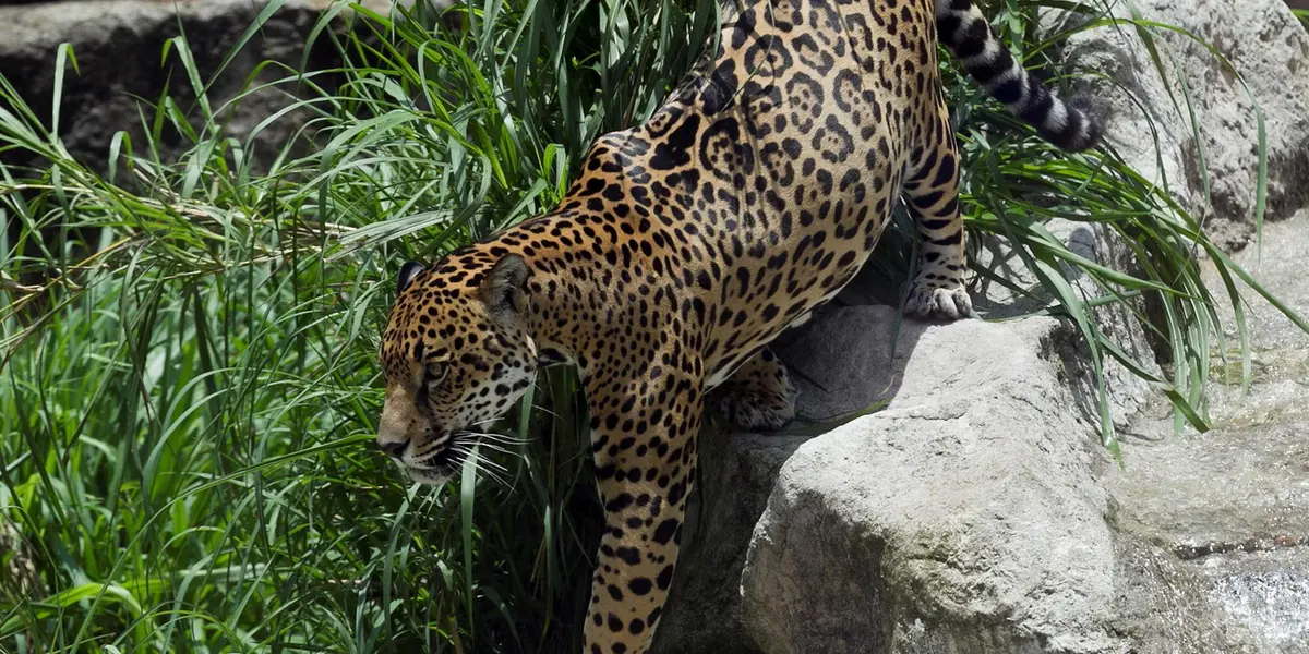 Agregó que en la Selva Maya, es el segundo lugar con más jaguares después de la Amazonía, ahí WWF tiene un programa trinacional (México, Guatemala y Belice) que trabaja con comunidades locales en la reducción del conflicto humano-depredador.