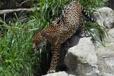 Agregó que en la Selva Maya, es el segundo lugar con más jaguares después de la Amazonía, ahí WWF tiene un programa trinacional (México, Guatemala y Belice) que trabaja con comunidades locales en la reducción del conflicto humano-depredador.