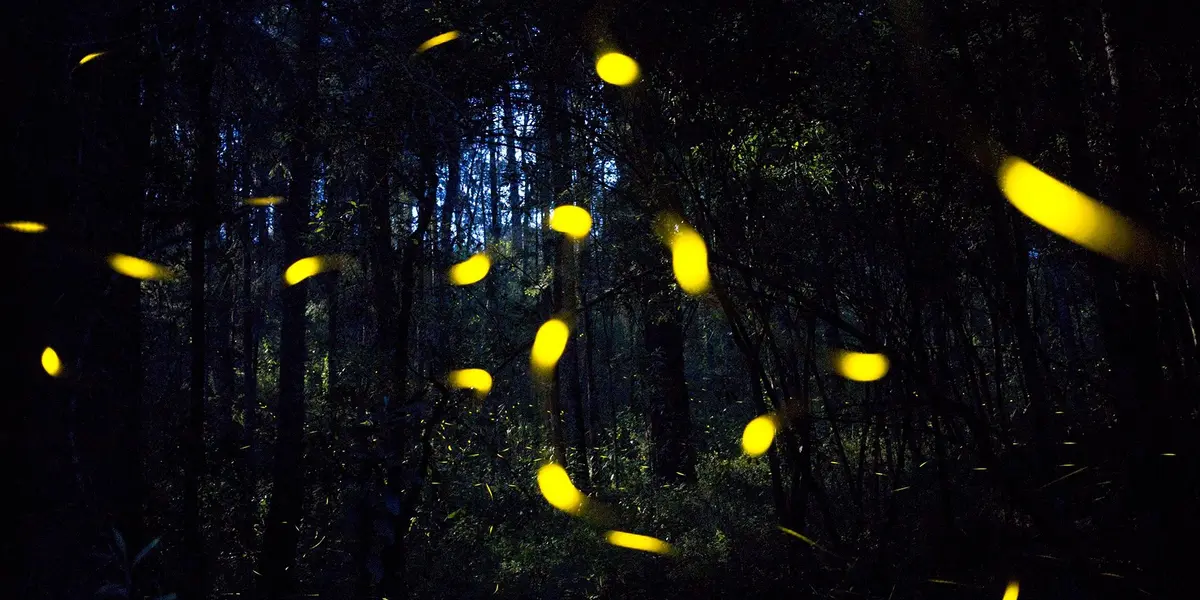 Ahorita hemos detectado varias áreas ya con cantidades importantes de luciérnagas, por ejemplo en Bosque Tlalpan, lo cual es reflejo del manejo que se ha hecho”.