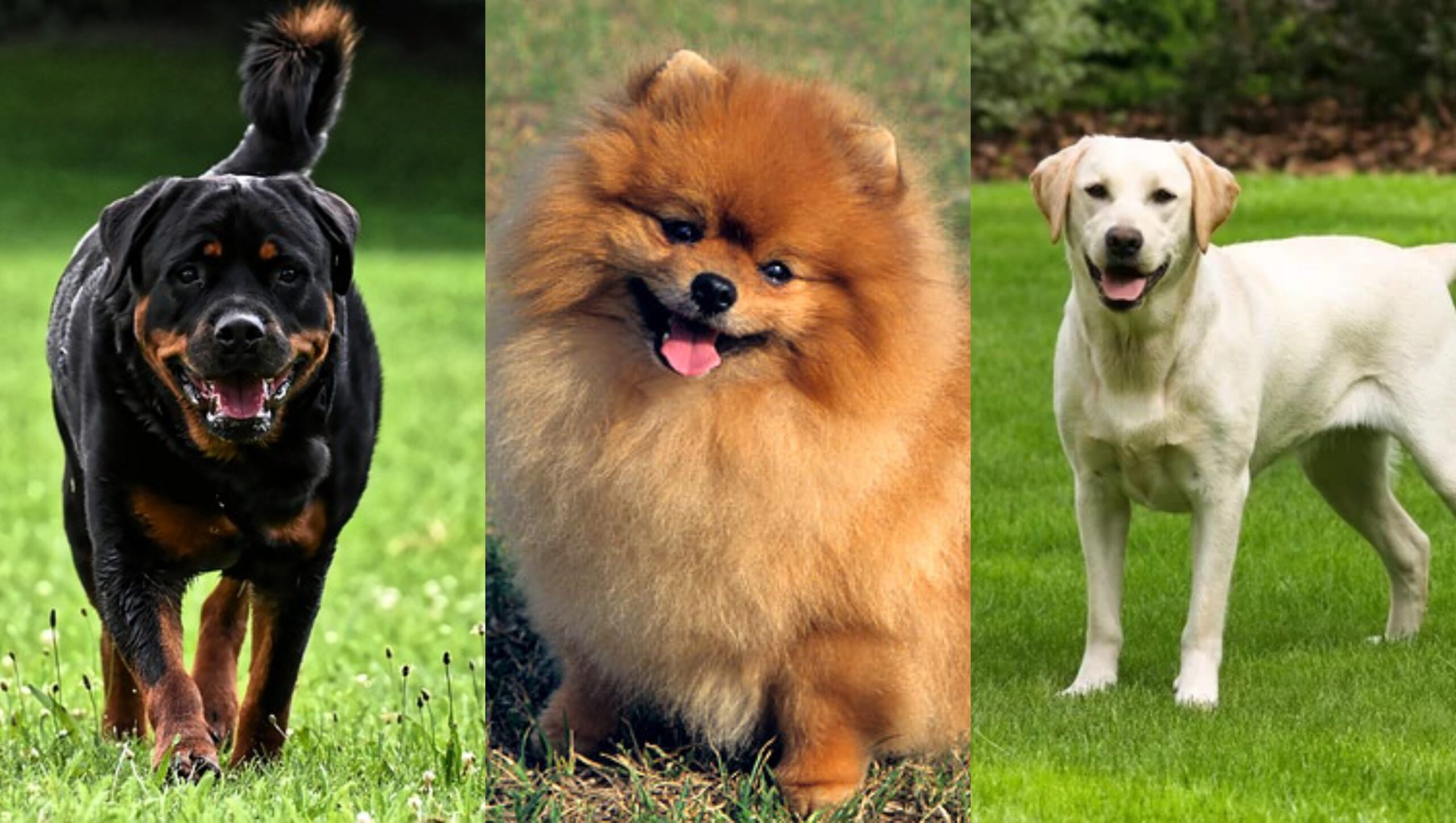 Ante el incremento del robo y secuestro de animales de compañía, primordialmente perros de raza, la diputada local del PRI, Tania Larios Pérez, propuso castigar con penas de prisión de cuatro a 10 años para quien o quienes cometan este delito.