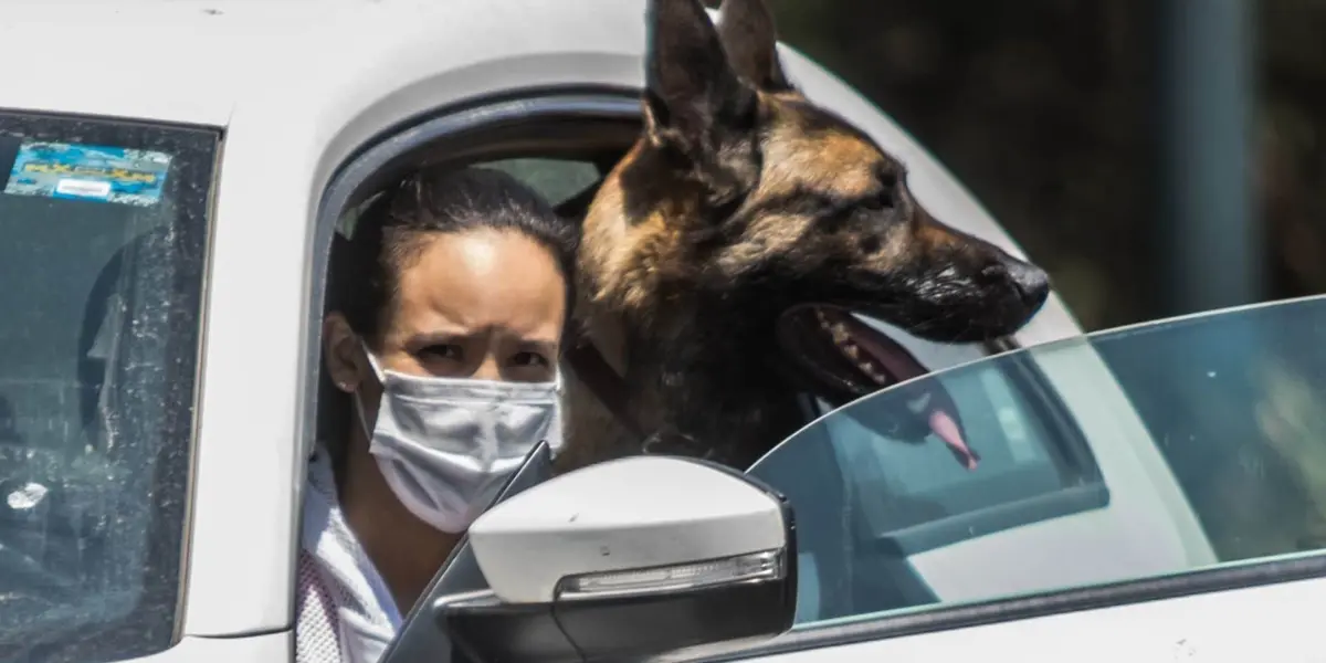 Aunque el Reglamento de Tránsito no prohíbe llevar a perros en el auto, sí contempla varias medidas de seguridad que deben seguirse.