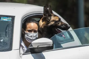 Aunque el Reglamento de Tránsito no prohíbe llevar a perros en el auto, sí contempla varias medidas de seguridad que deben seguirse.