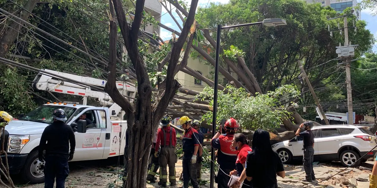 Bomberos, personal de servicios urbanos y de la alcaldía Cuauhtémoc han trabajado por horas para liberar la vía. Al menos cuatro postes y cableado se vinieron abajo junto al árbol.