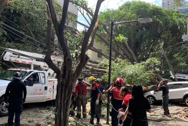 Bomberos, personal de servicios urbanos y de la alcaldía Cuauhtémoc han trabajado por horas para liberar la vía. Al menos cuatro postes y cableado se vinieron abajo junto al árbol.