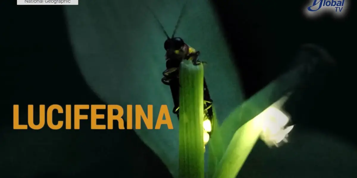 Científicos de la UNAM desarrollan un proyecto que utiliza la bioluminiscencia para estudiar el desarrollo del cáncer.