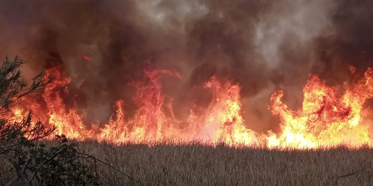 Claudia Sheinbaum aseguró que cuentan con cerca de 3 mil combatientes para que en caso de un incendio forestal.