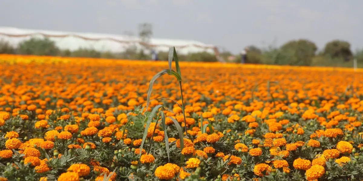 Con el Día de Muertos a la vuelta de la esquina, los canales y mercados de la zona de Xochimilco se pintan en su totalidad del clásico anaranjado.