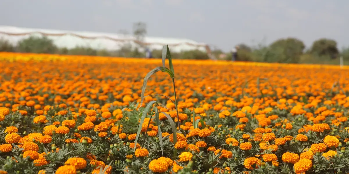 Xochimilco se "pinta" de naranja por venta de flores de cempashúchil