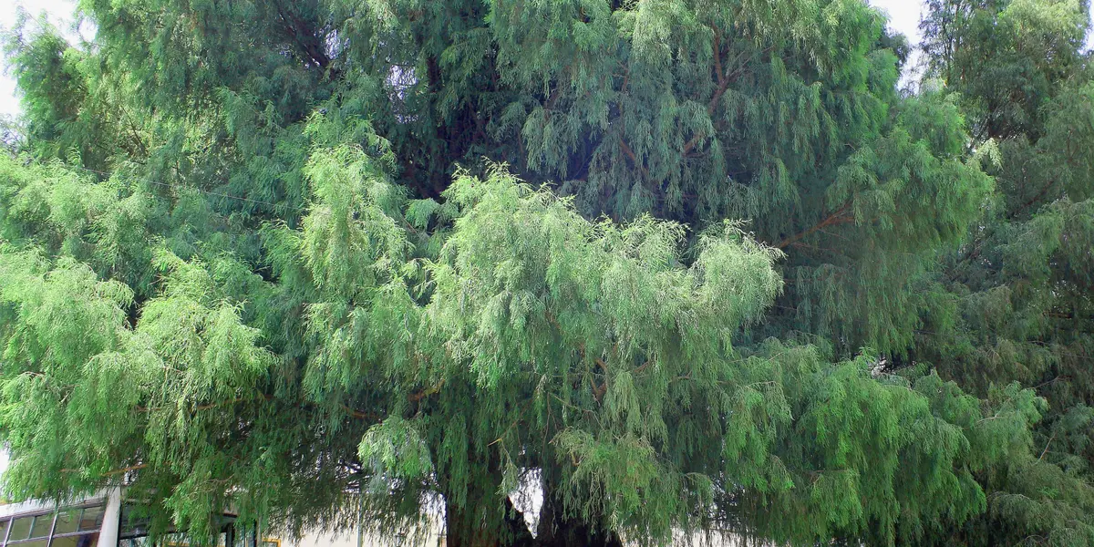 De acuerdo con el portal de la consulta, al corte de las 17:00 de este lunes, 12 mil 173 ciudadanos habían votado por colocar un árbol de este tipo de árbol, nativo de México.