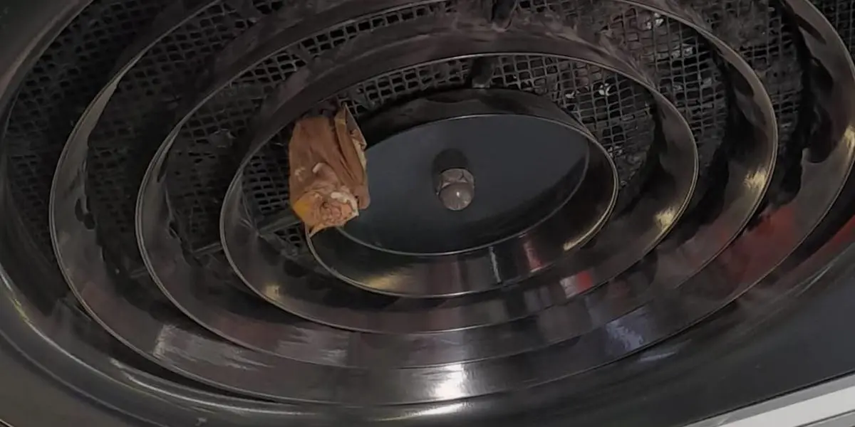 De acuerdo con el STC, el personal de Protección Civil del Metro realizó el rescate del quiróteptero, quien se encontraba en unos de los ventiladores de un tren de la Línea 8.