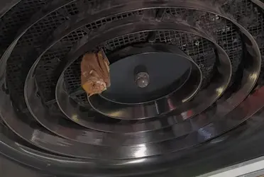 De acuerdo con el STC, el personal de Protección Civil del Metro realizó el rescate del quiróteptero, quien se encontraba en unos de los ventiladores de un tren de la Línea 8.