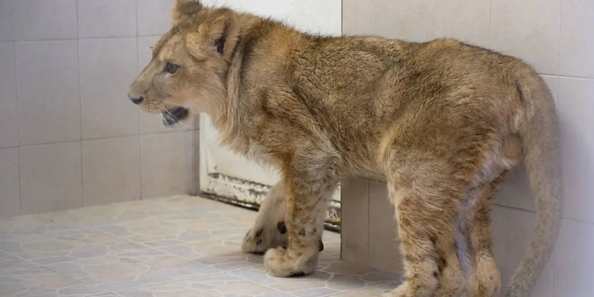  
De acuerdo con los vecinos del fraccionamiento, en la madrugada vieron al cachorro de león africano macho entre 6 y 10 meses de edad, por lo que llamaron al 911 para resguardar a la fiera.
 