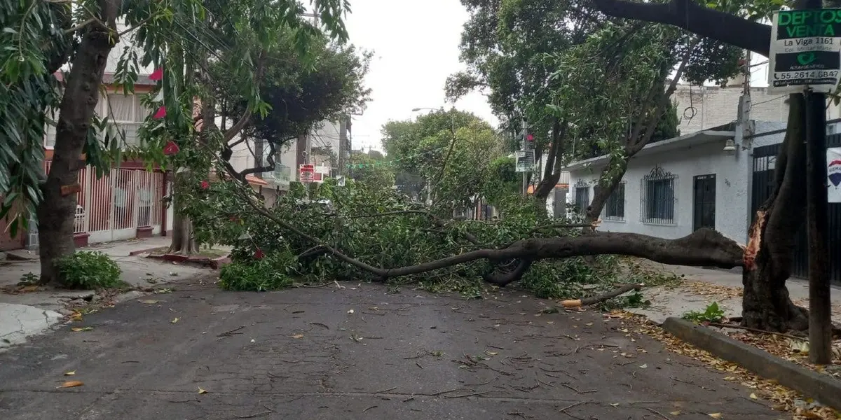 Debido a esto, los servicios de emergencia se movilizaron a los puntos en donde se reportaron los accidentes para seccionar los árboles.