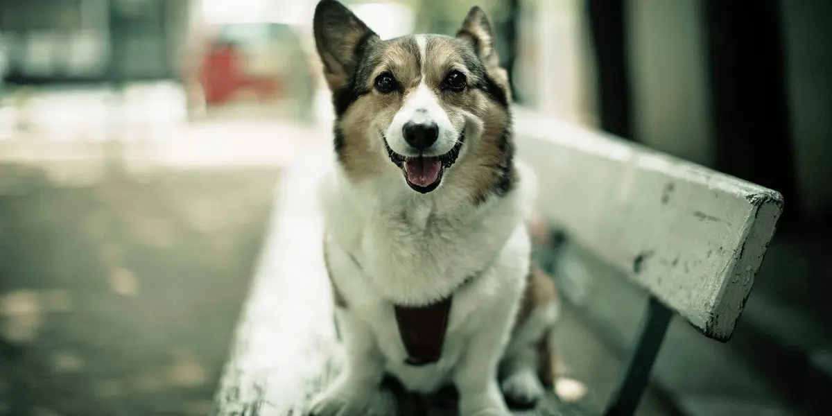 "Desde hace meses se instaló y ahora un lugar amplio y con personal capacitado se rescatan animales y se les da toda la atención veterinaria y de aquí se dan en adopción".