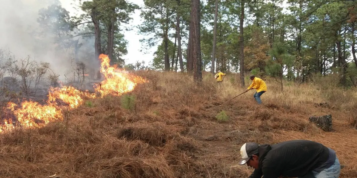 Después de 11 días de intenso combate, finalmente los brigadistas pudieron liquidar el incendio forestal que inició el pasado 27 de abril en la zona serrana de Tecalitlán.