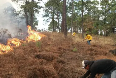 Después de 11 días de intenso combate, finalmente los brigadistas pudieron liquidar el incendio forestal que inició el pasado 27 de abril en la zona serrana de Tecalitlán.