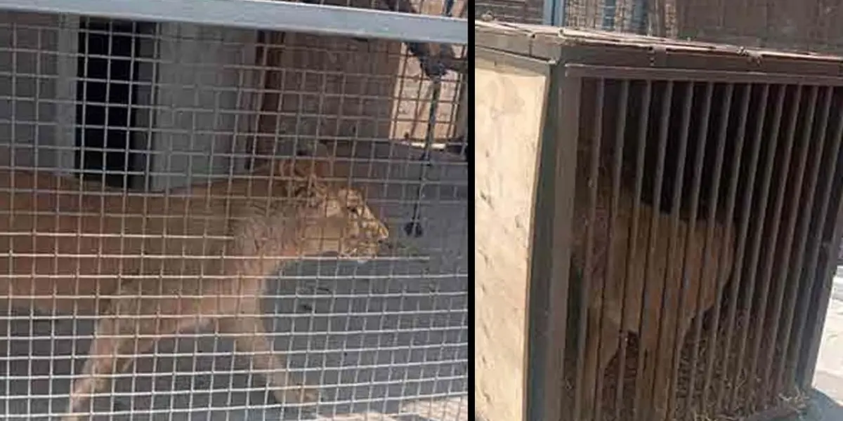 Dictaminar y determinar la especie, el estatus de protección, sistema de marcaje, condiciones físicas y edad aproximada.