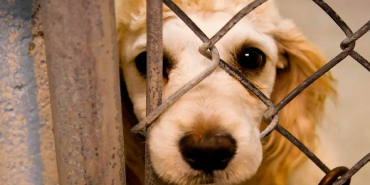 Diputado local de la Asociación Parlamentaria Alianza Verde Juntos Por la Ciudad, presentó una iniciativa ante el pleno del Congreso de la Ciudad de México, para que se imponga prisión preventiva a quien cometa el delito de maltrato animal.
