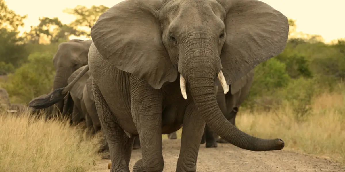 El conmovedor gesto de un elefante que es rescatado por una excavadora