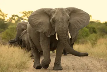 El conmovedor gesto de un elefante que es rescatado por una excavadora
