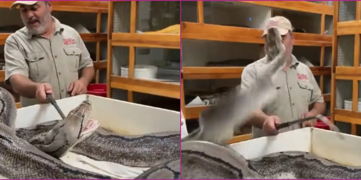 Serpiente ataca a su cuidador y el video se vuelve viral