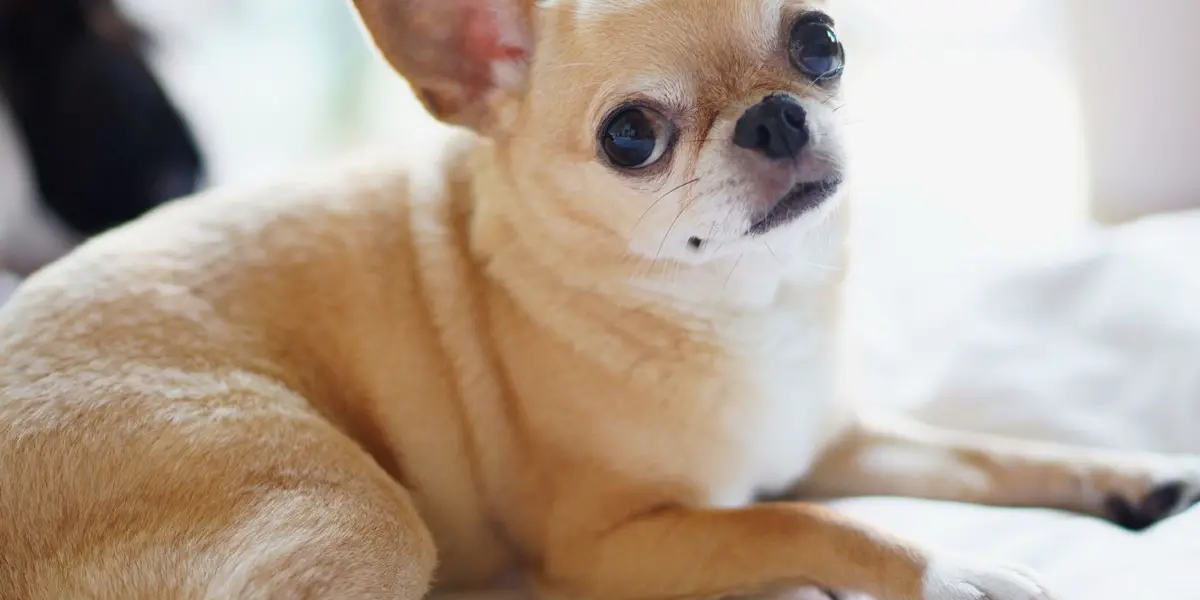 El chihuahua se enfrentó a un mastín italiano pero el can no se quedó atrás, se defendió y el video se volvió viral.