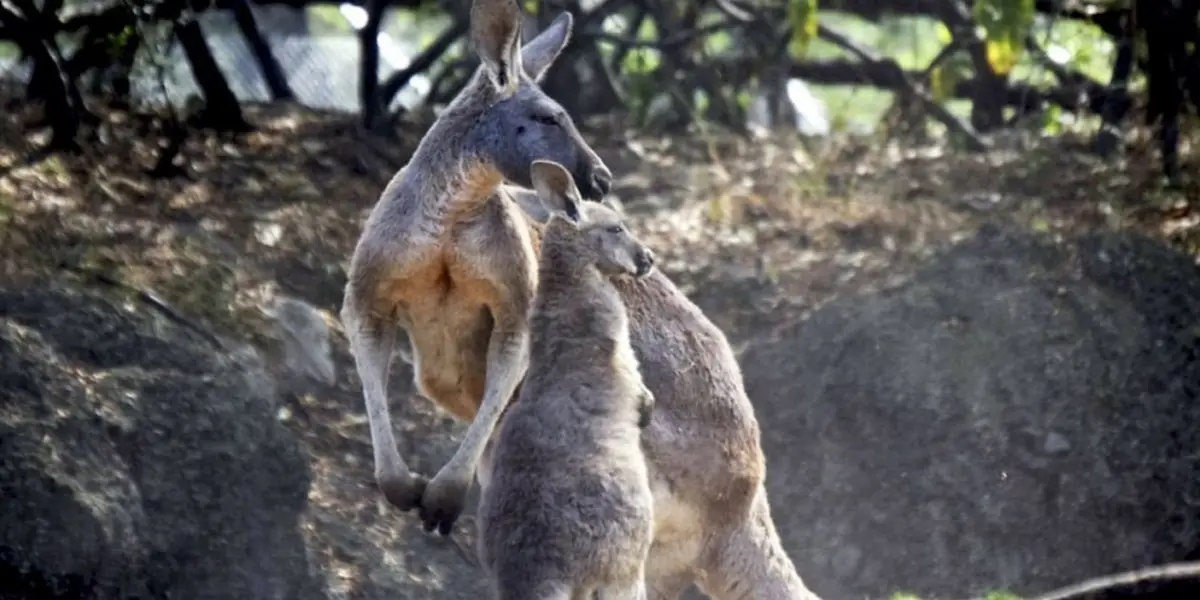 El confinamiento y afectó de manera significativa a los zoológicos. Si bien el semáforo verde permite que los zoológicos estén siendo visitados, lo cierto es que se nota bastante que la pandemia golpeó de manera significativa este sector.