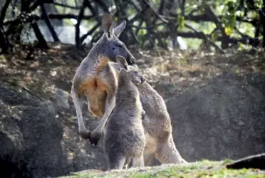 El confinamiento y afectó de manera significativa a los zoológicos. Si bien el semáforo verde permite que los zoológicos estén siendo visitados, lo cierto es que se nota bastante que la pandemia golpeó de manera significativa este sector.
