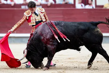 El dictamen que proponía corridas de toros sin maltratar al animal, como se hace en Portugal.