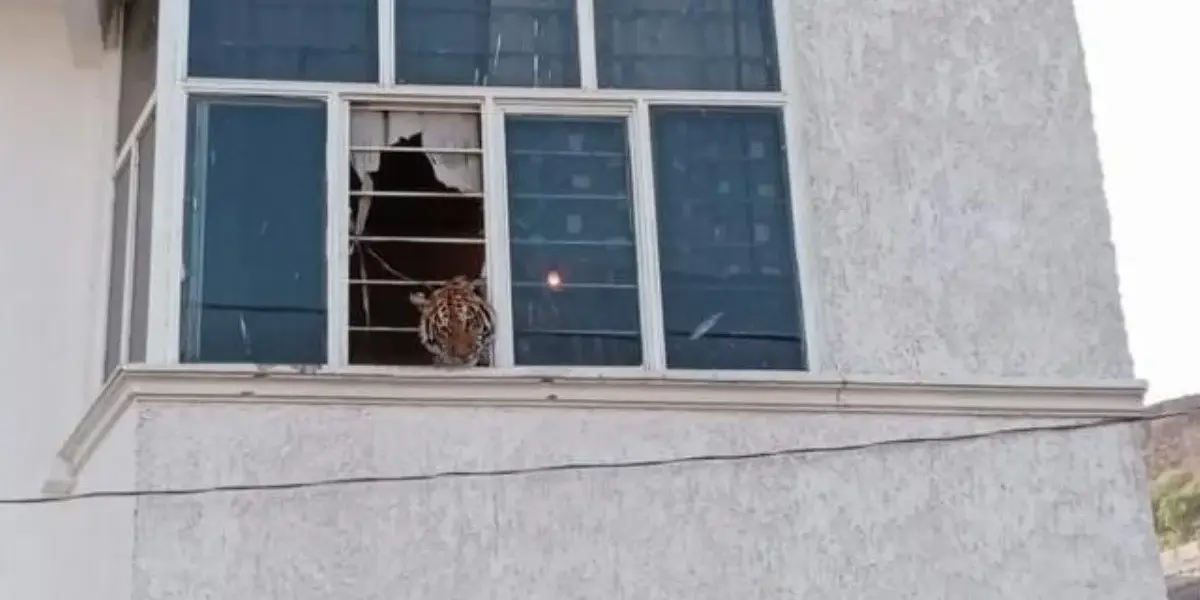 El ejemplar fue localizado por agentes de la policía durante un patrullaje de rutina que realizaron sobre la calle Águila, en la zona cerril de la colonia Tepenepantla.