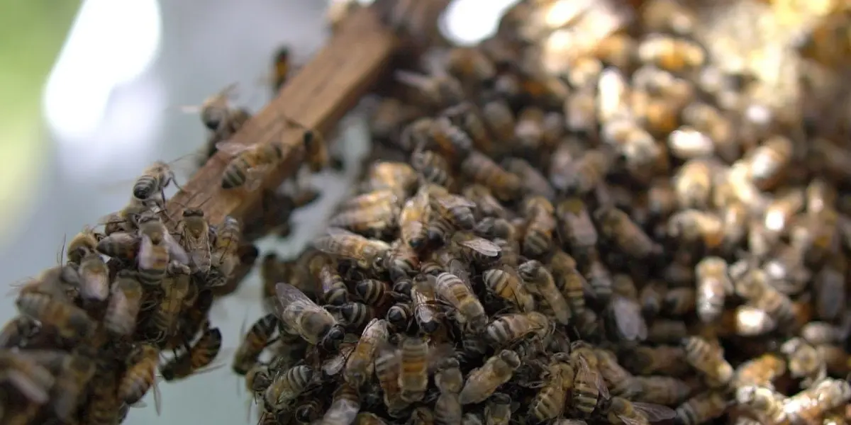 El incidente ocurrió alrededor de las 14:00 horas, en la zona conocida como las Islas, en Ciudad Universitaria.