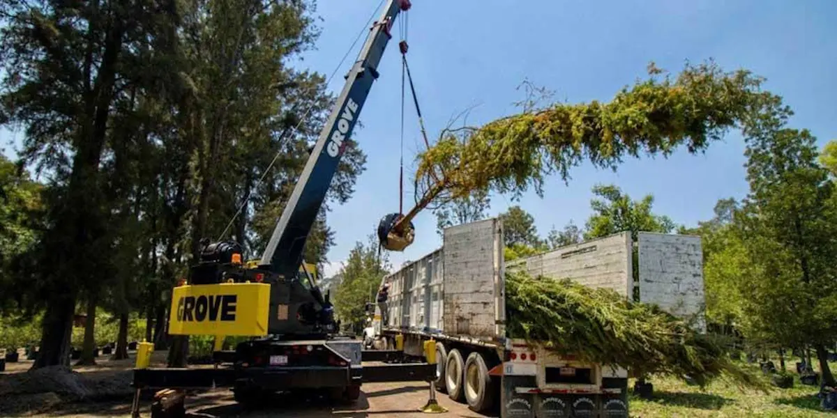 El próximo domingo se plantará el ejemplar del árbol en el lugar que ocupaba la palmera canaria que vivió más de 100 años en la Glorieta.