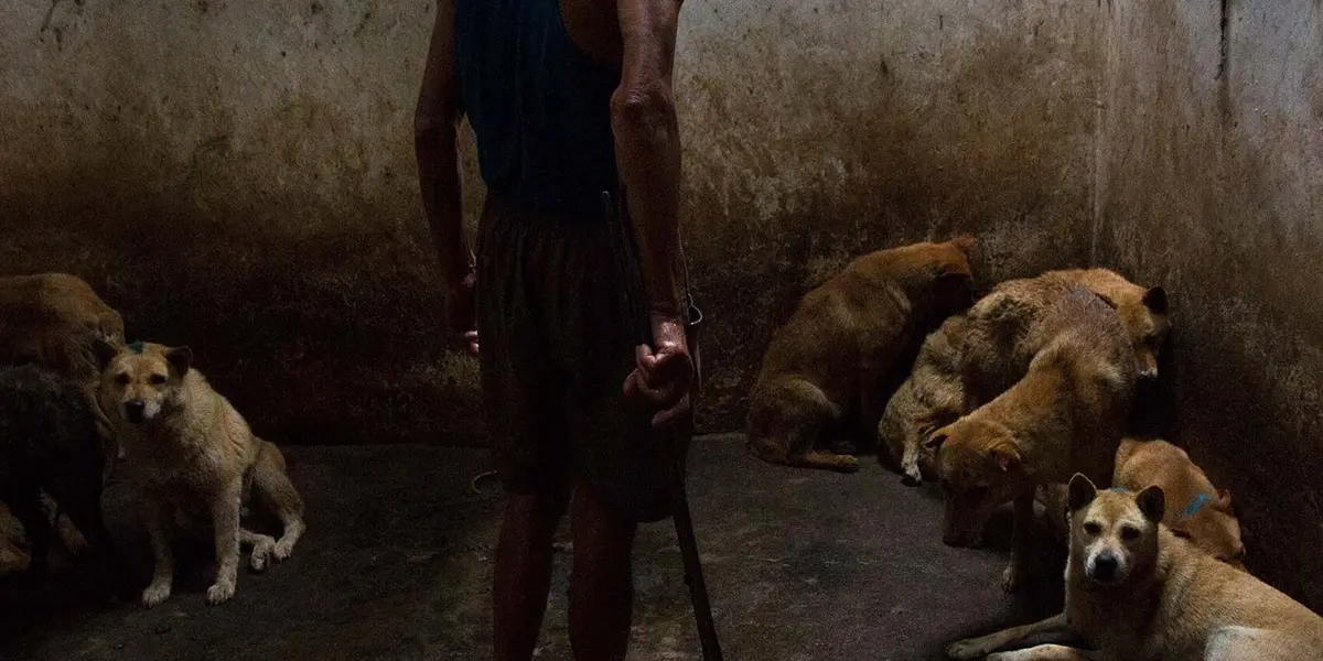 El registro estaría a cargo de la Agencia de Atención Animal (Agatan) y en él se podría consultar el nombre completo del agresor.