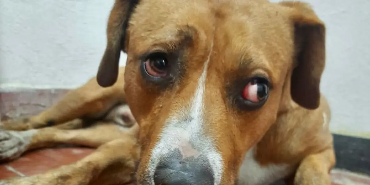 El Sistema de Transporte Colectivo (STC) Metro informó que el retraso en el servicio se debió a que un perrito transitaba en las vías de la Línea B, por lo que tuvo que ser rescatado