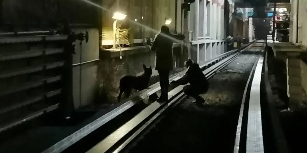 Elementos de seguridad del Metro, rescataron a un canino de color blanco con manchas cafés que había caído en las vías. Afortunadamente, fue puesto a salvo.