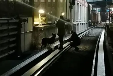 Elementos de seguridad del Metro, rescataron a un canino de color blanco con manchas cafés que había caído en las vías. Afortunadamente, fue puesto a salvo.