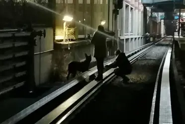  
Elementos de seguridad del Metro, rescataron a un canino de color blanco con manchas cafés que había caído en las vías. Afortunadamente, fue puesto a salvo.