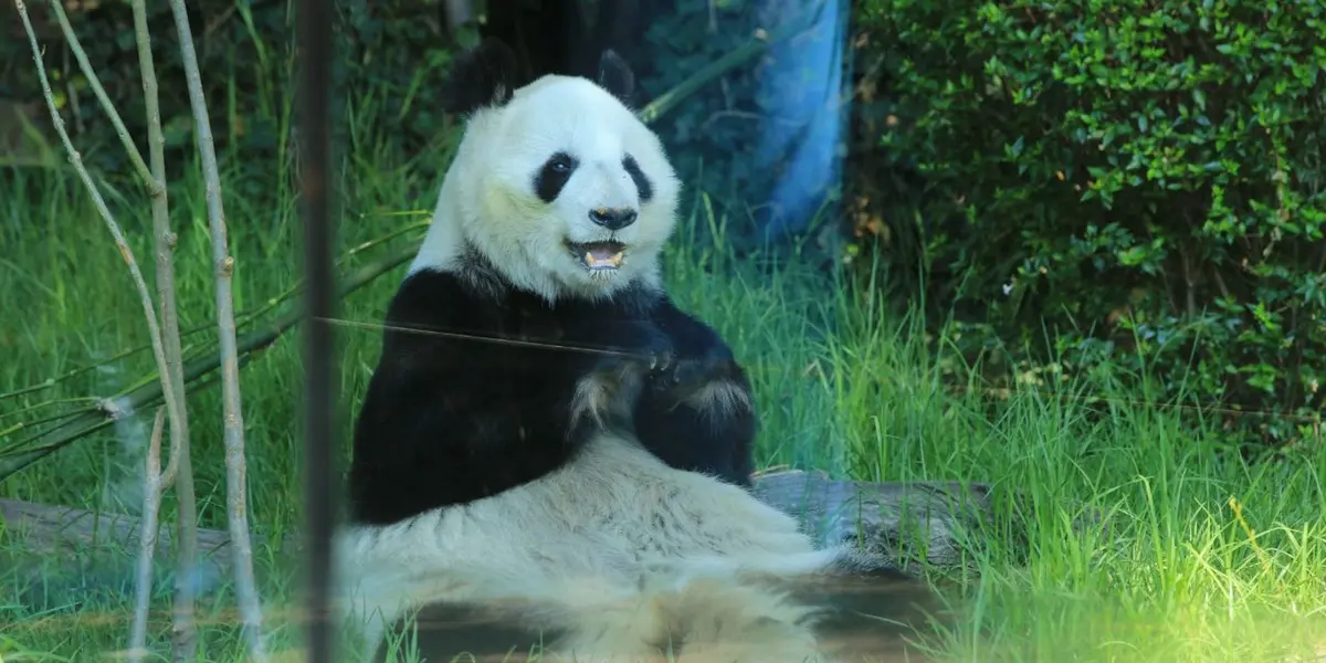 En 2021 se conmemoró el 46 aniversario de la llegada de los pandas gigantes al país, símbolo de amistad e intercambio cultural de la República Popular China y México.