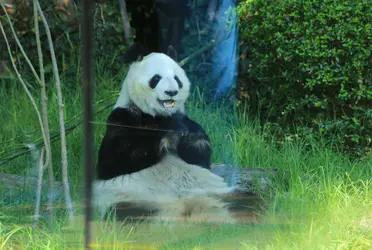 En 2021 se conmemoró el 46 aniversario de la llegada de los pandas gigantes al país, símbolo de amistad e intercambio cultural de la República Popular China y México.