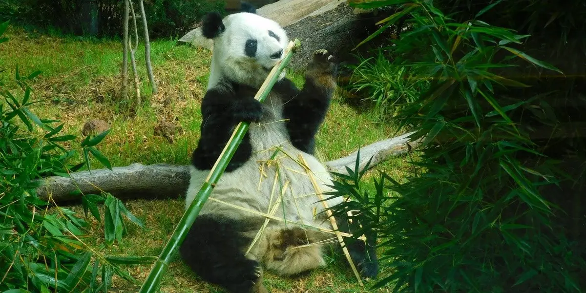 En algunos días se celebrarán los cumpleaños número 35 y 32 de las dos pandas gigantes, Shuan Shuan y Xin Xin.